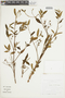 Monochaetum lineatum image
