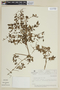 Monochaetum meridense image