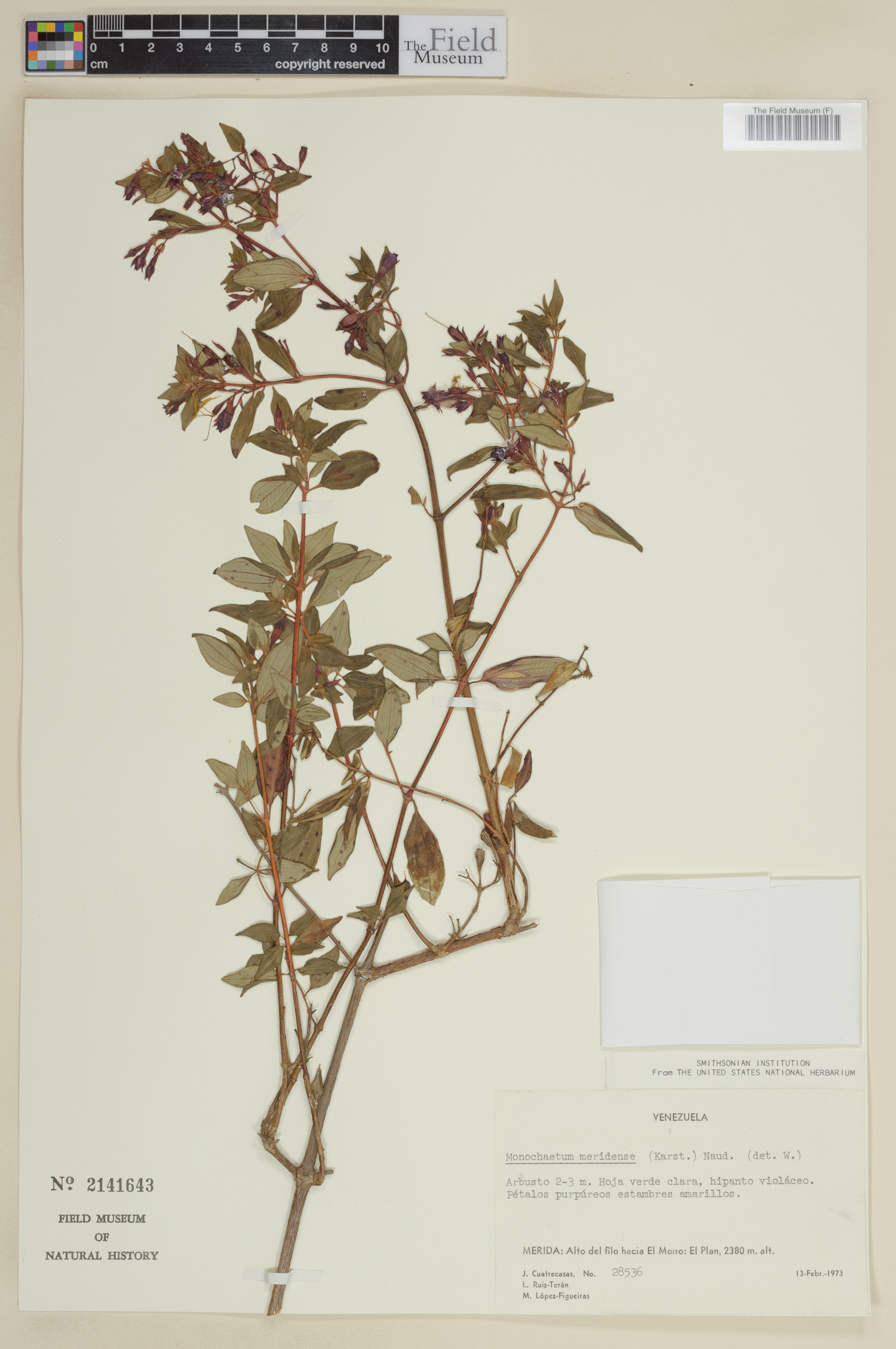 Monochaetum meridense image
