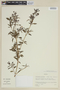 Monochaetum myrtoideum image