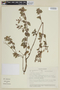 Monochaetum pauciflorum image