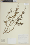 Monochaetum dicranantherum image