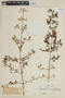 Monochaetum dicranantherum image