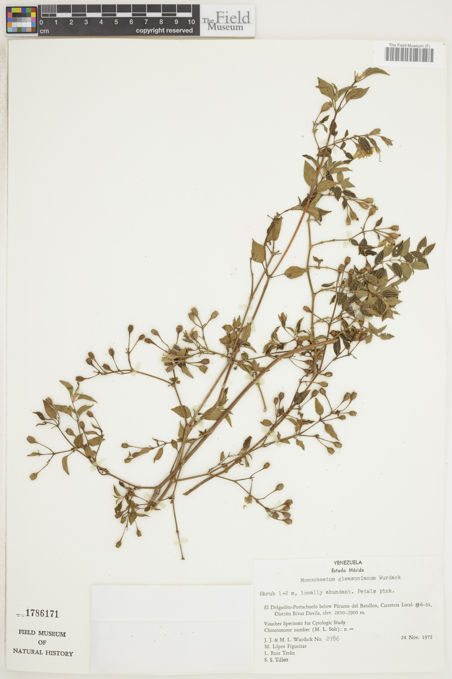 Monochaetum gleasonianum image