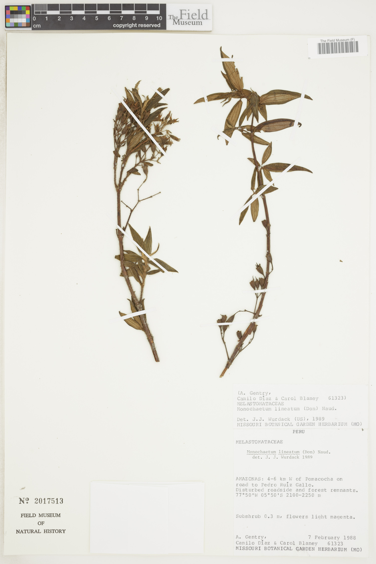 Monochaetum lineatum image