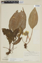 Monolena primuliflora image