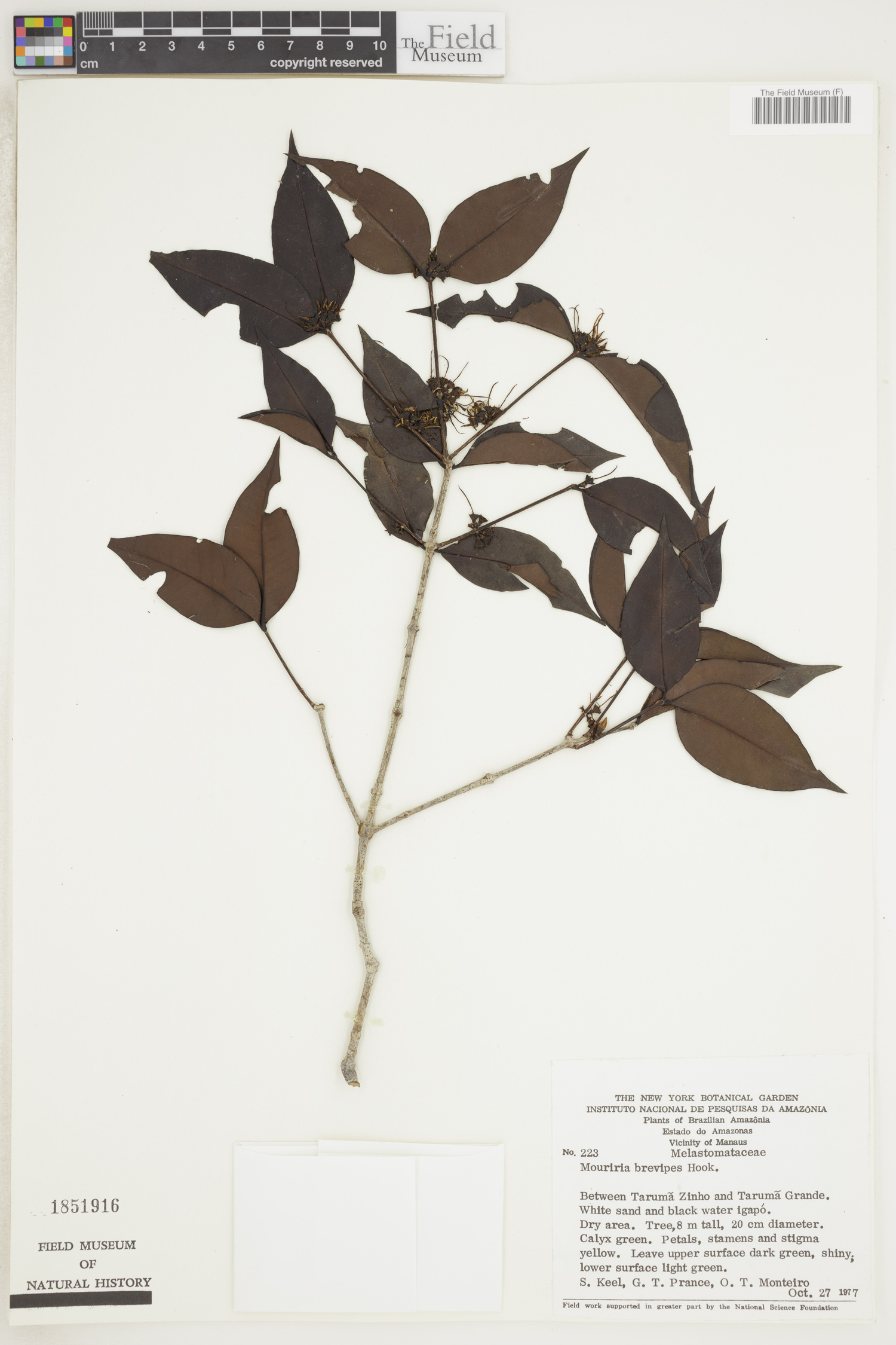 Mouriri brevipes image