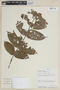 Mouriri cauliflora image