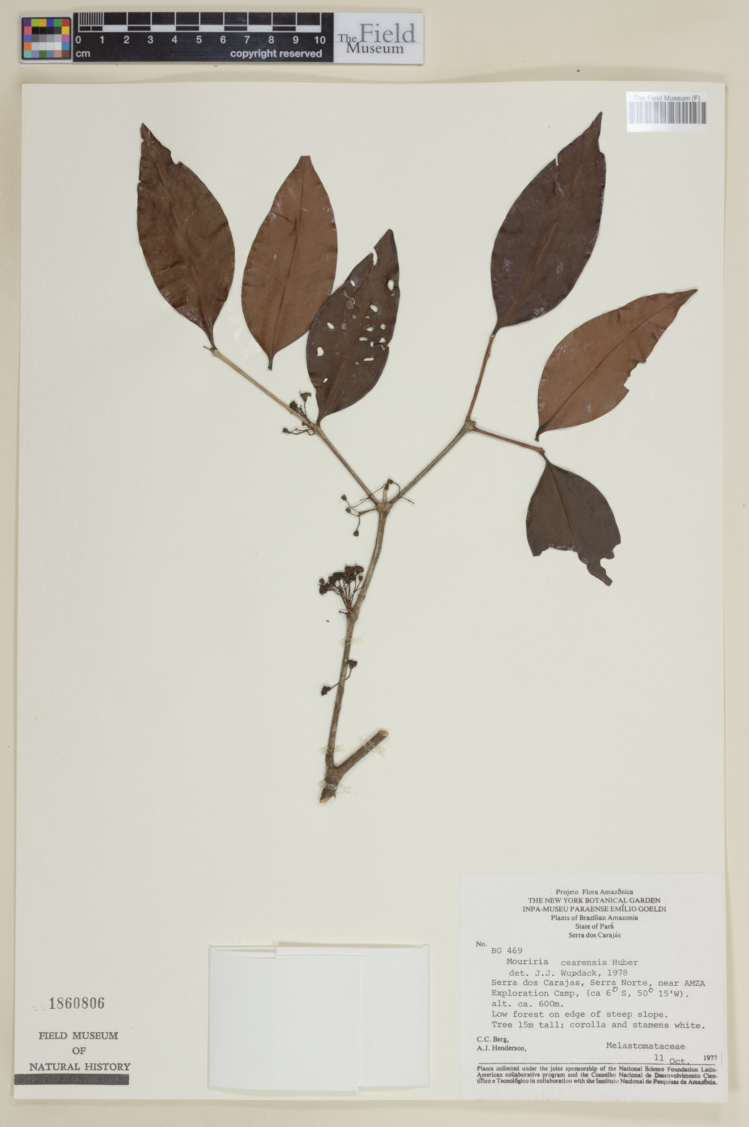 Mouriri cearensis image