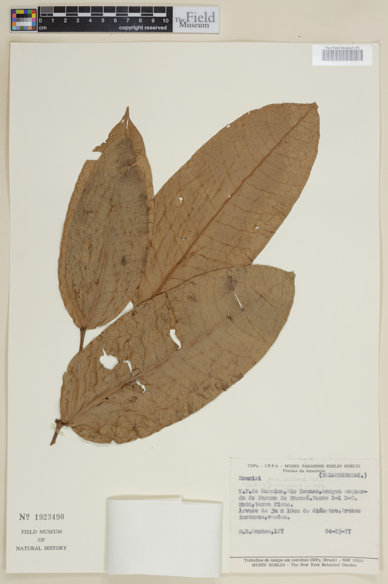 Mouriri grandiflora image