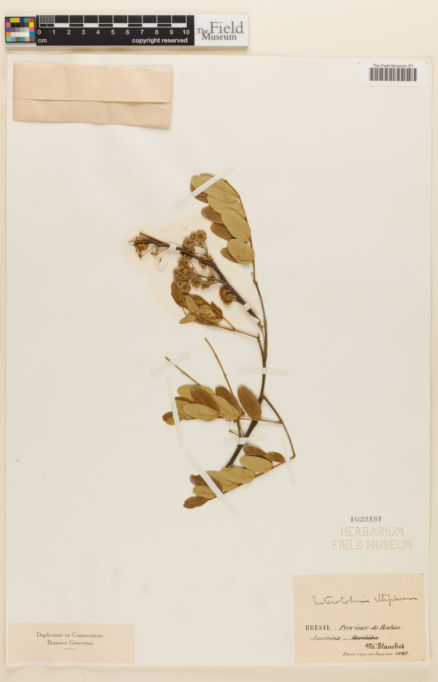 Enterolobium ellipticum image