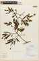 Balizia pedicellaris image