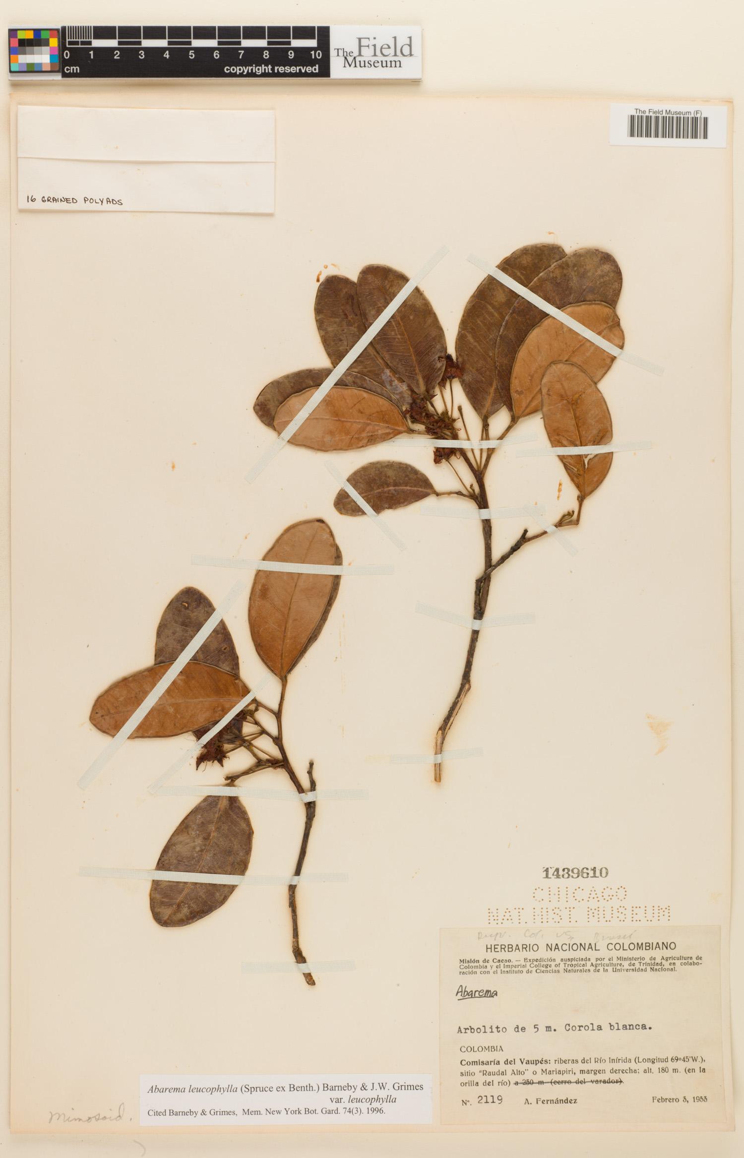 Abarema leucophylla var. leucophylla image