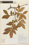 Inga adenophylla image