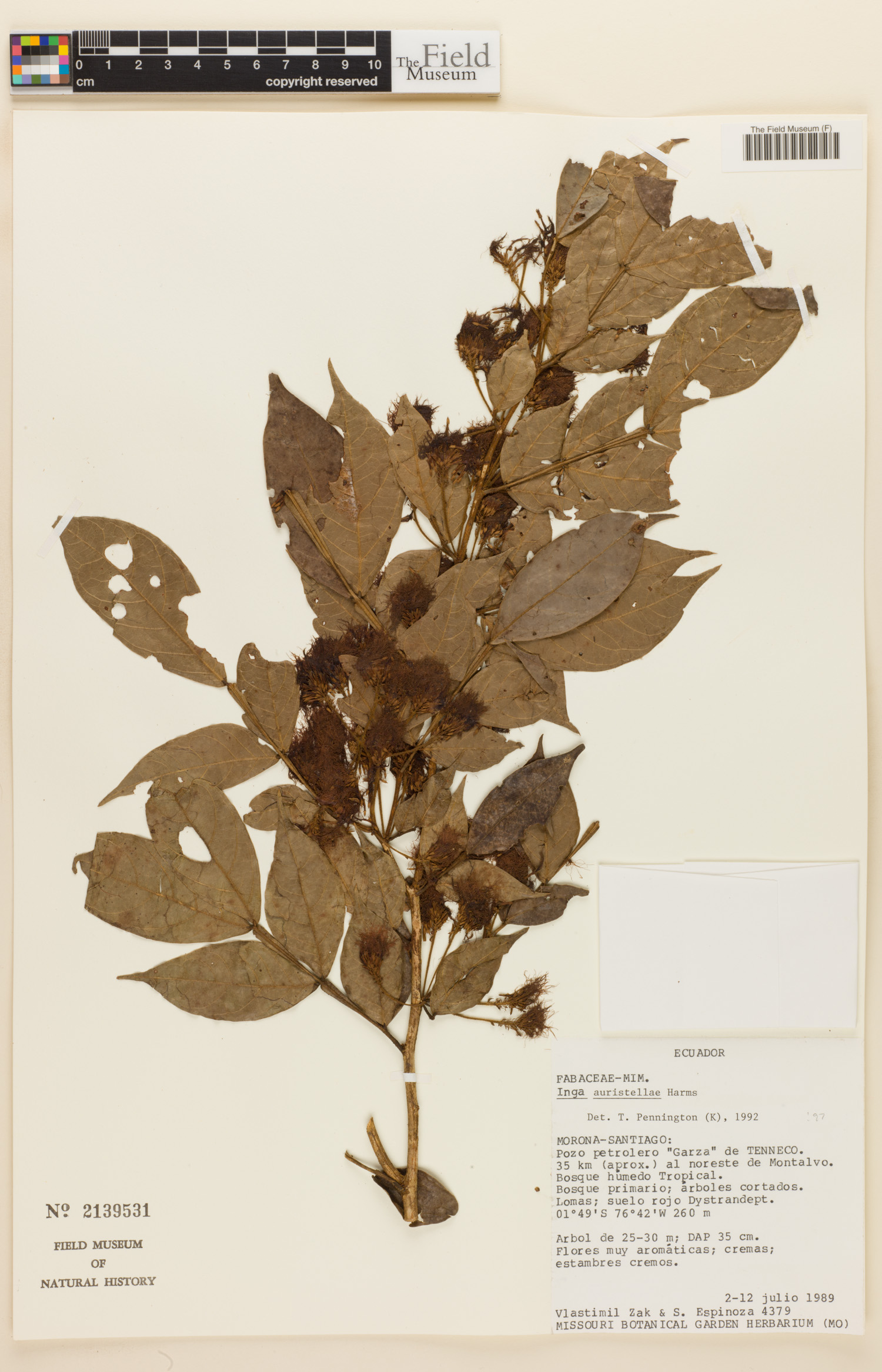 Inga auristellae image