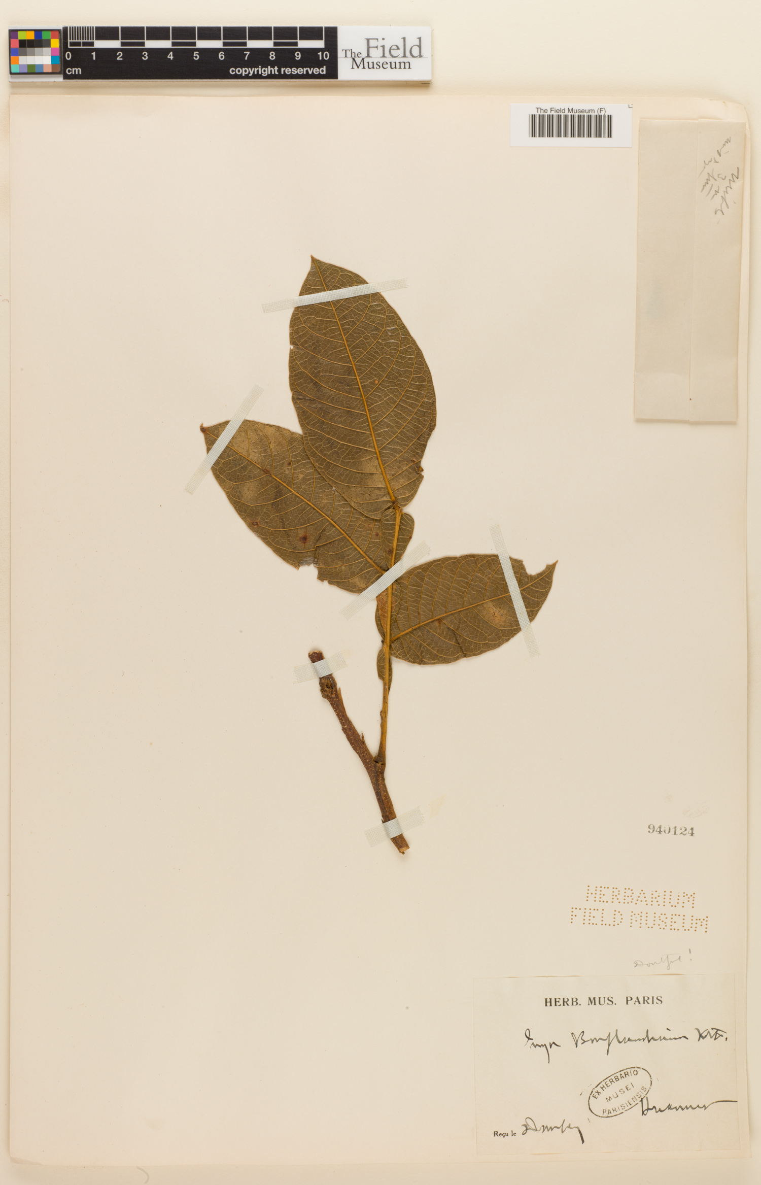 Inga bonplandiana image