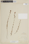 Siphanthera cordata image