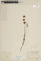 Siphanthera cordata image