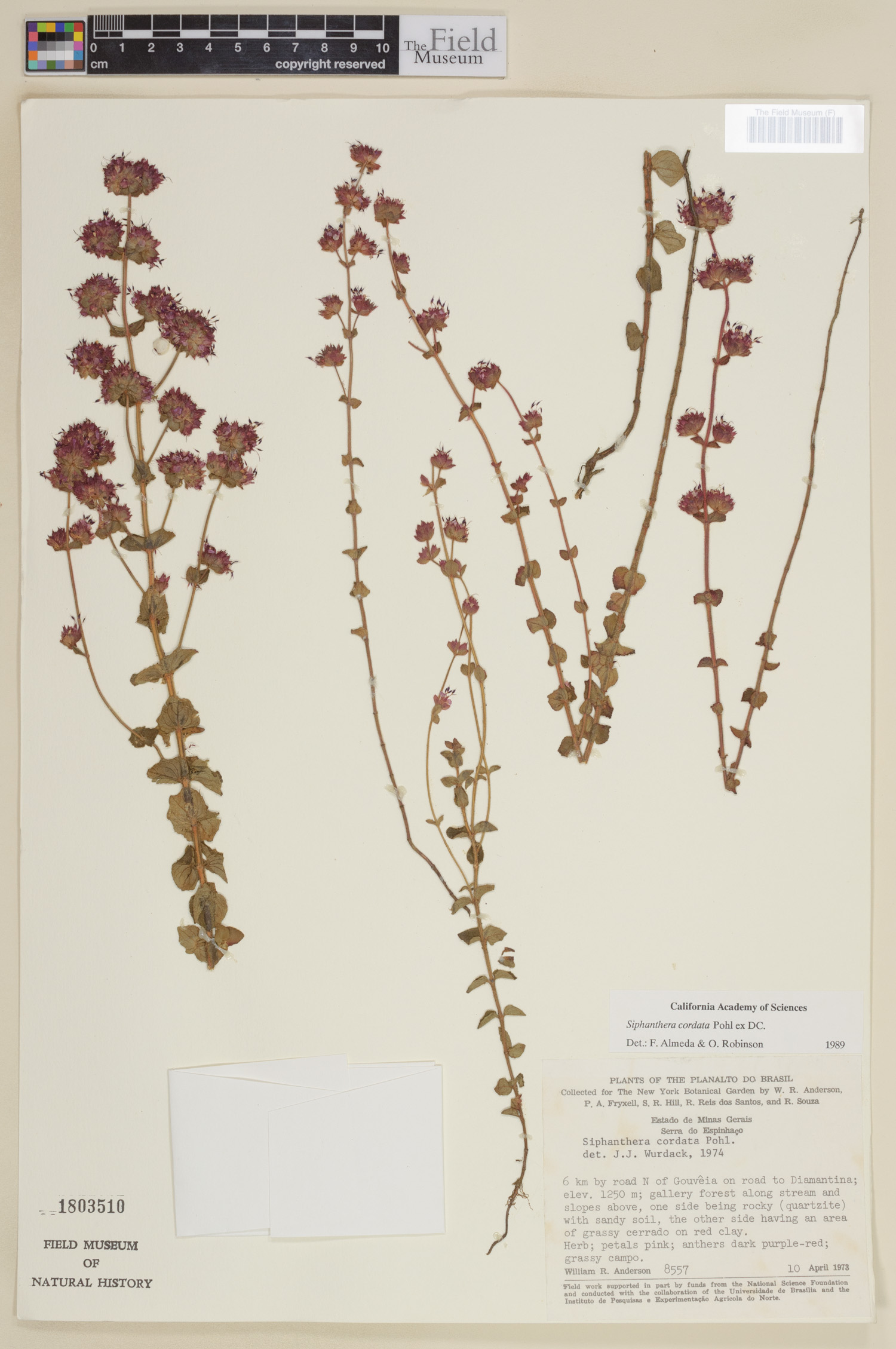 Siphanthera cordata image