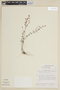 Siphanthera hostmannii image