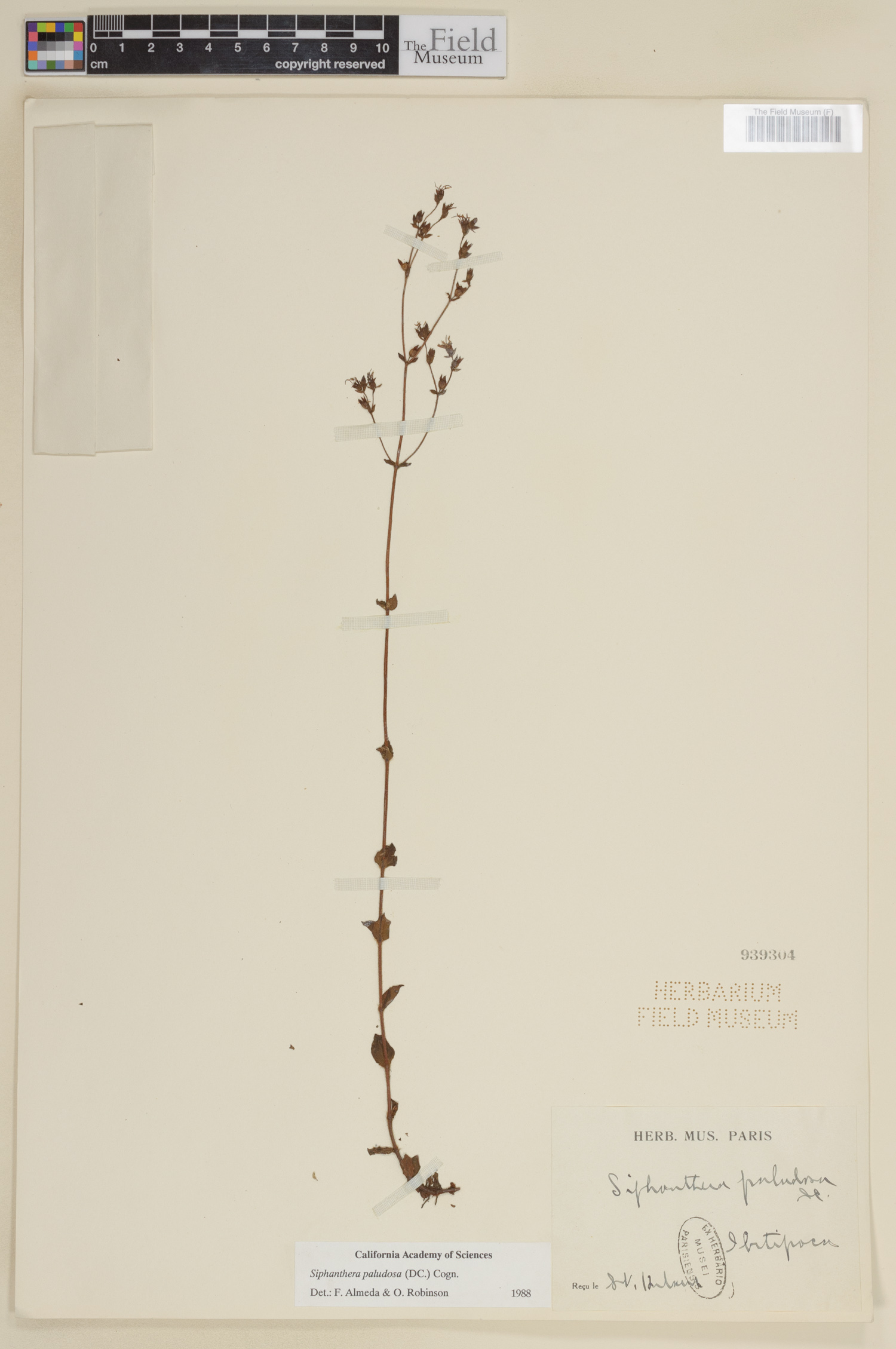Siphanthera paludosa image