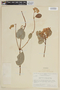 Tateanthus duidae image