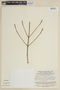 Tateanthus duidae image