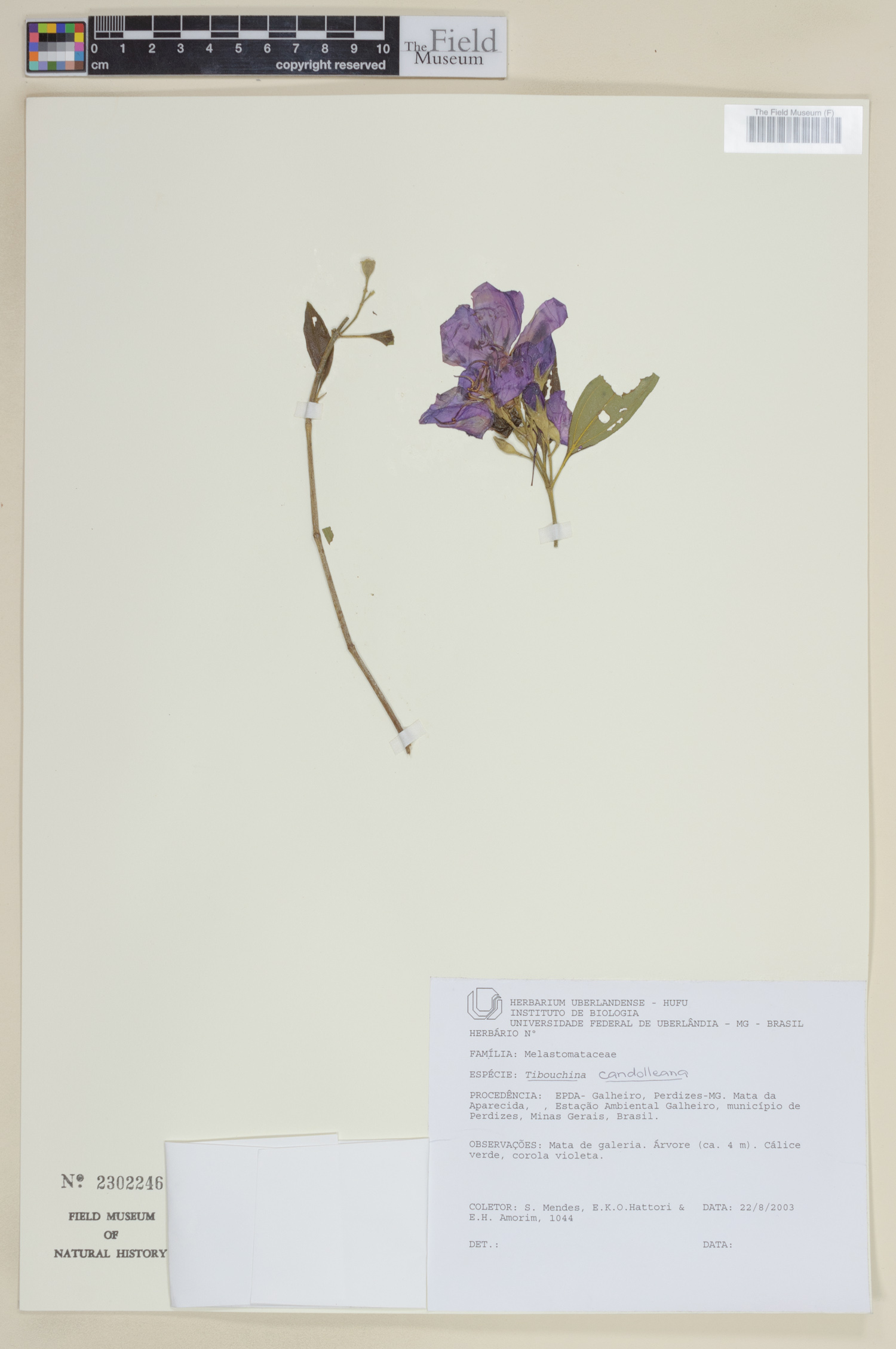 Pleroma candolleanum image