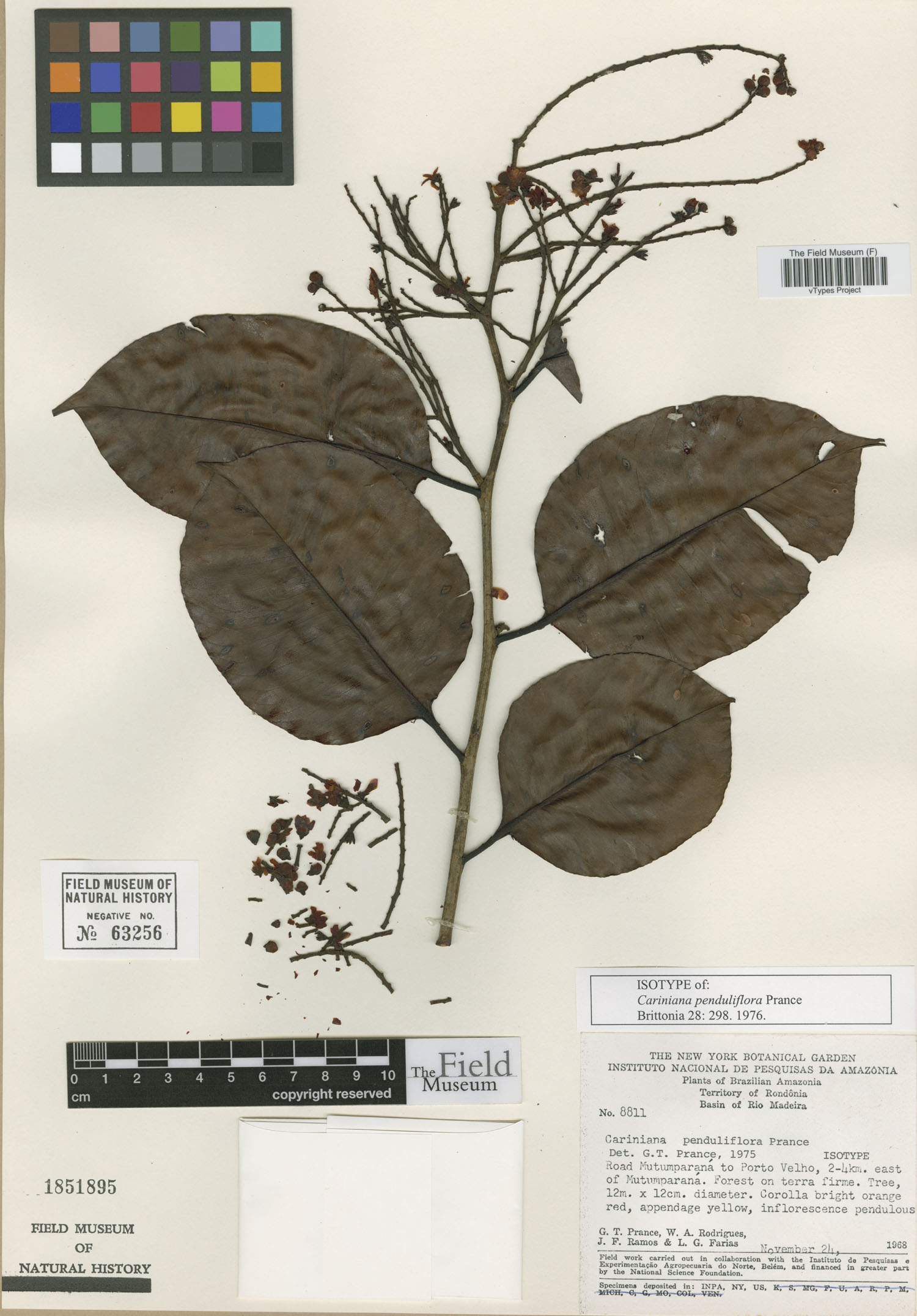 Cariniana penduliflora image