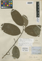 Eschweilera pedicellata image