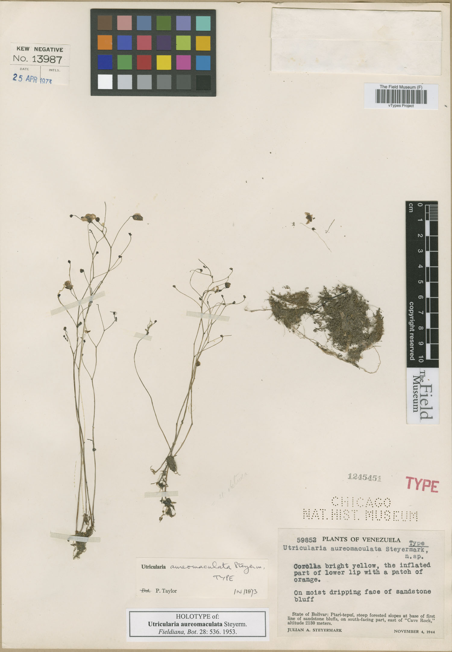 Utricularia aureomaculata image