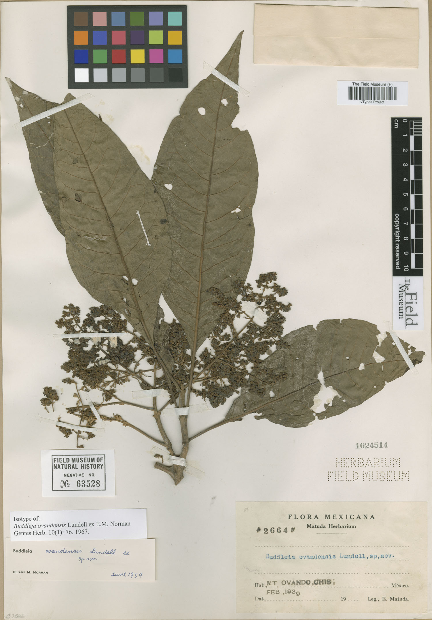 Buddleja cordata subsp. ovandensis image