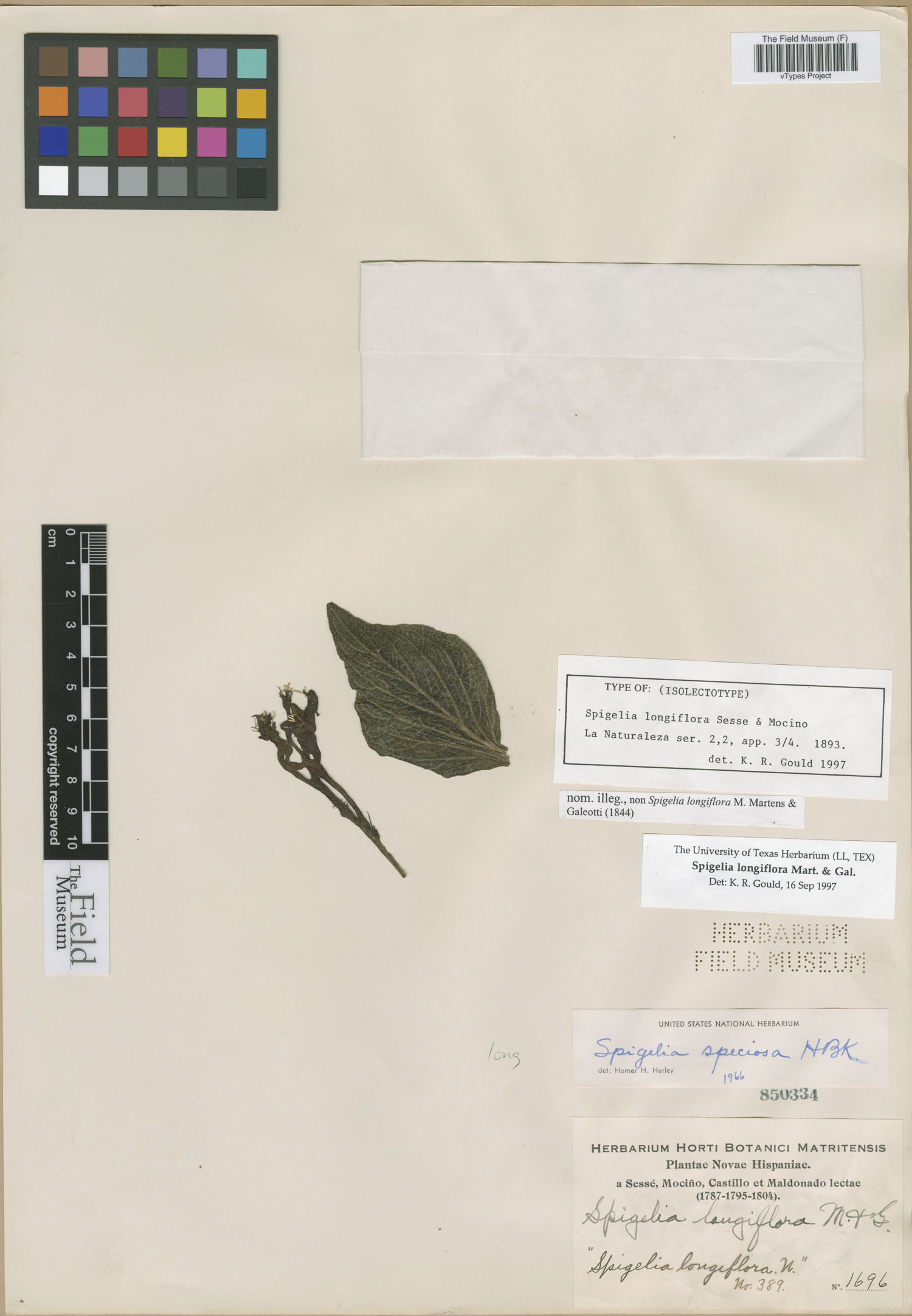 Spigelia longiflora image