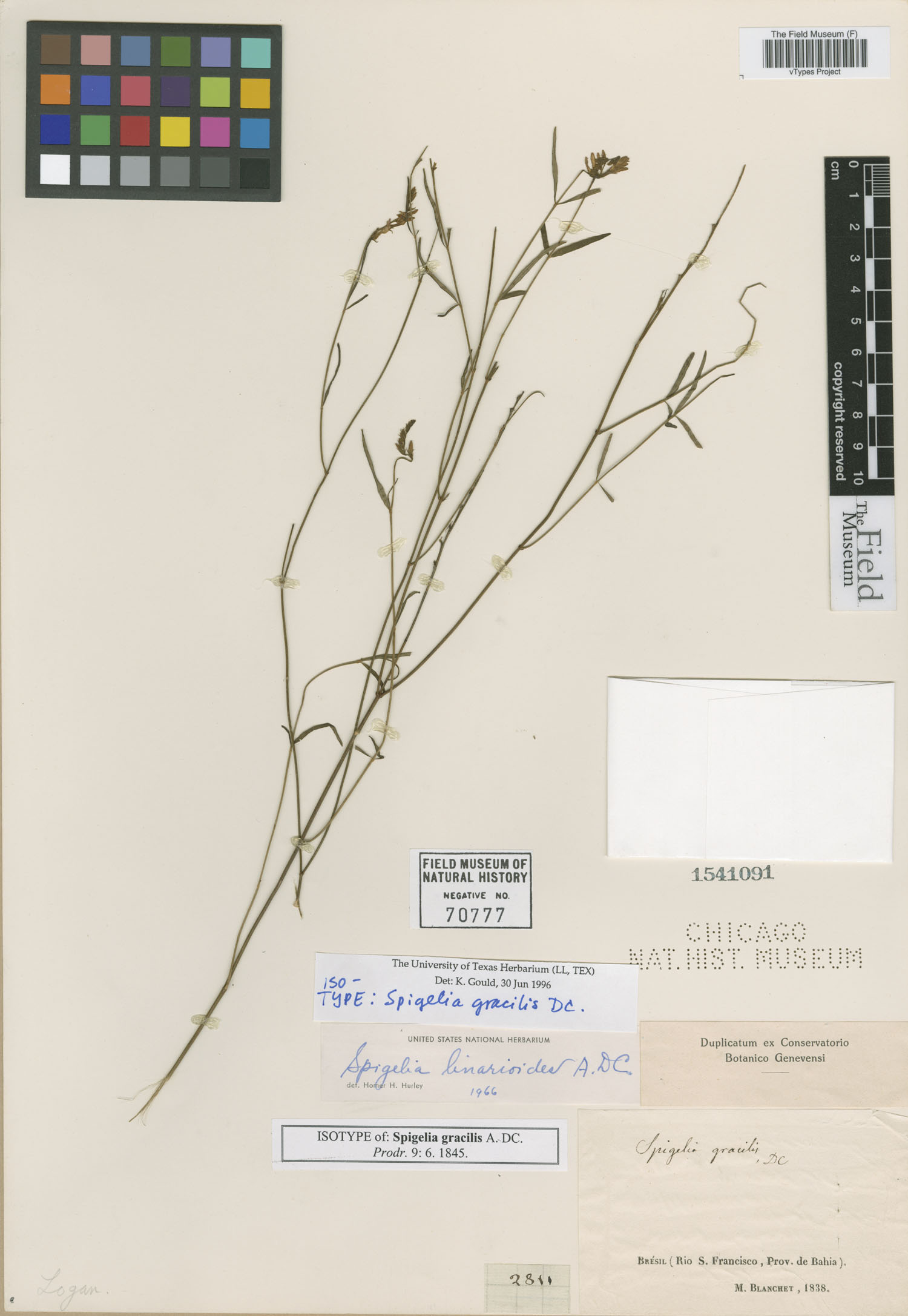Spigelia gracilis image