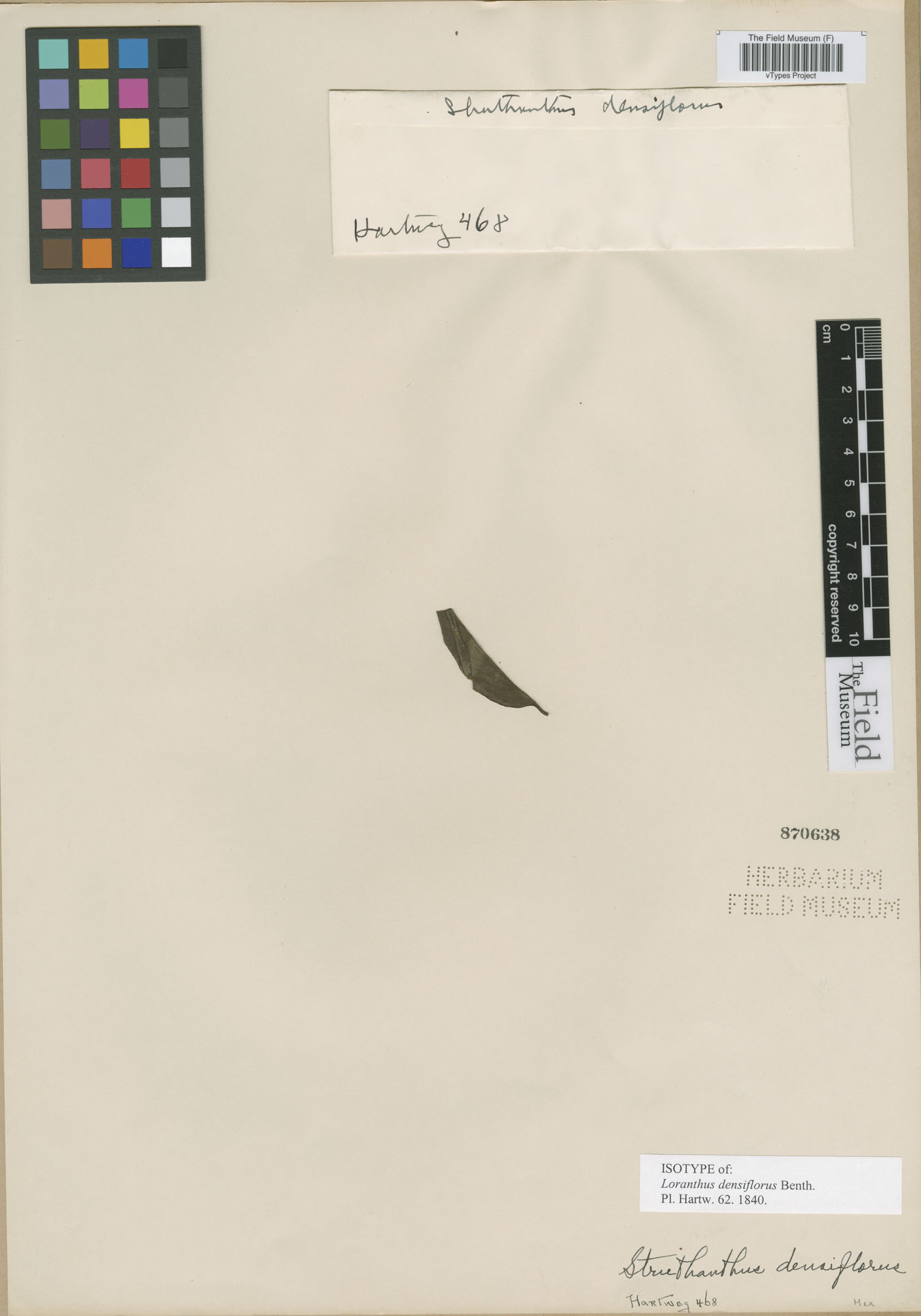 Loranthus densiflorus image