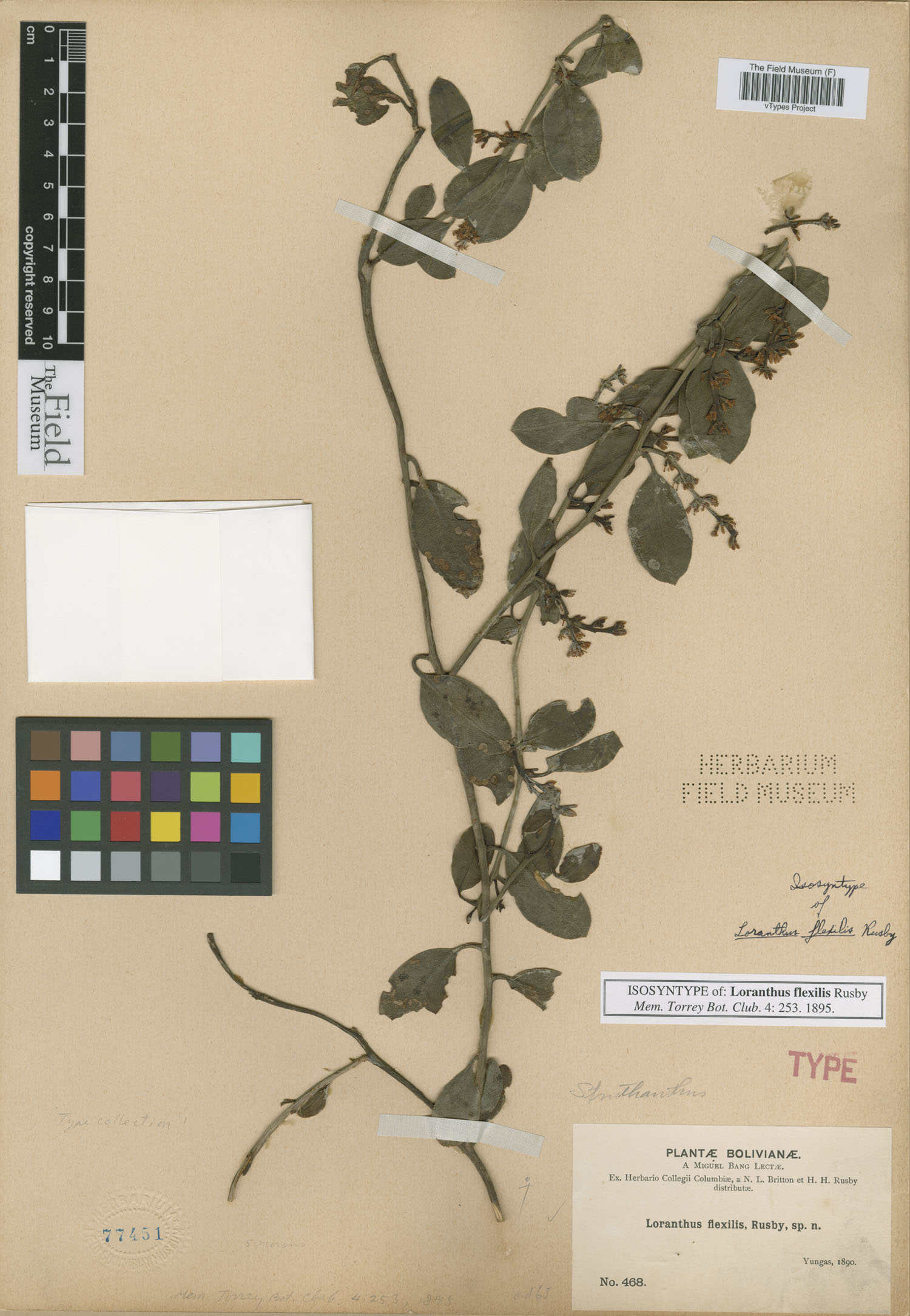 Loranthus image