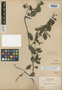 Loranthus flexilis image