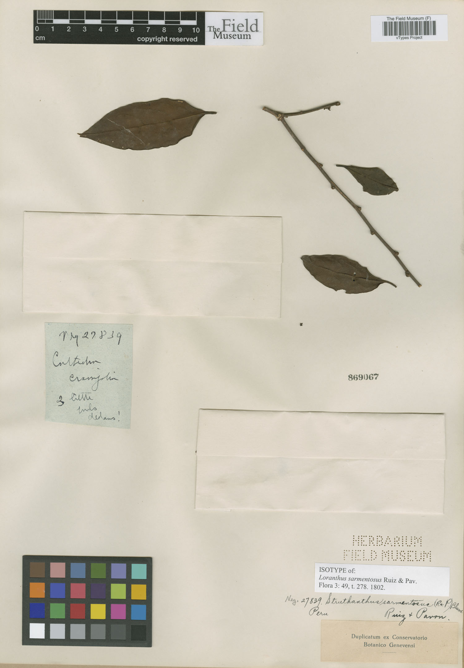Loranthus sarmentosus image