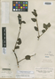 Loranthus tetrandrus image