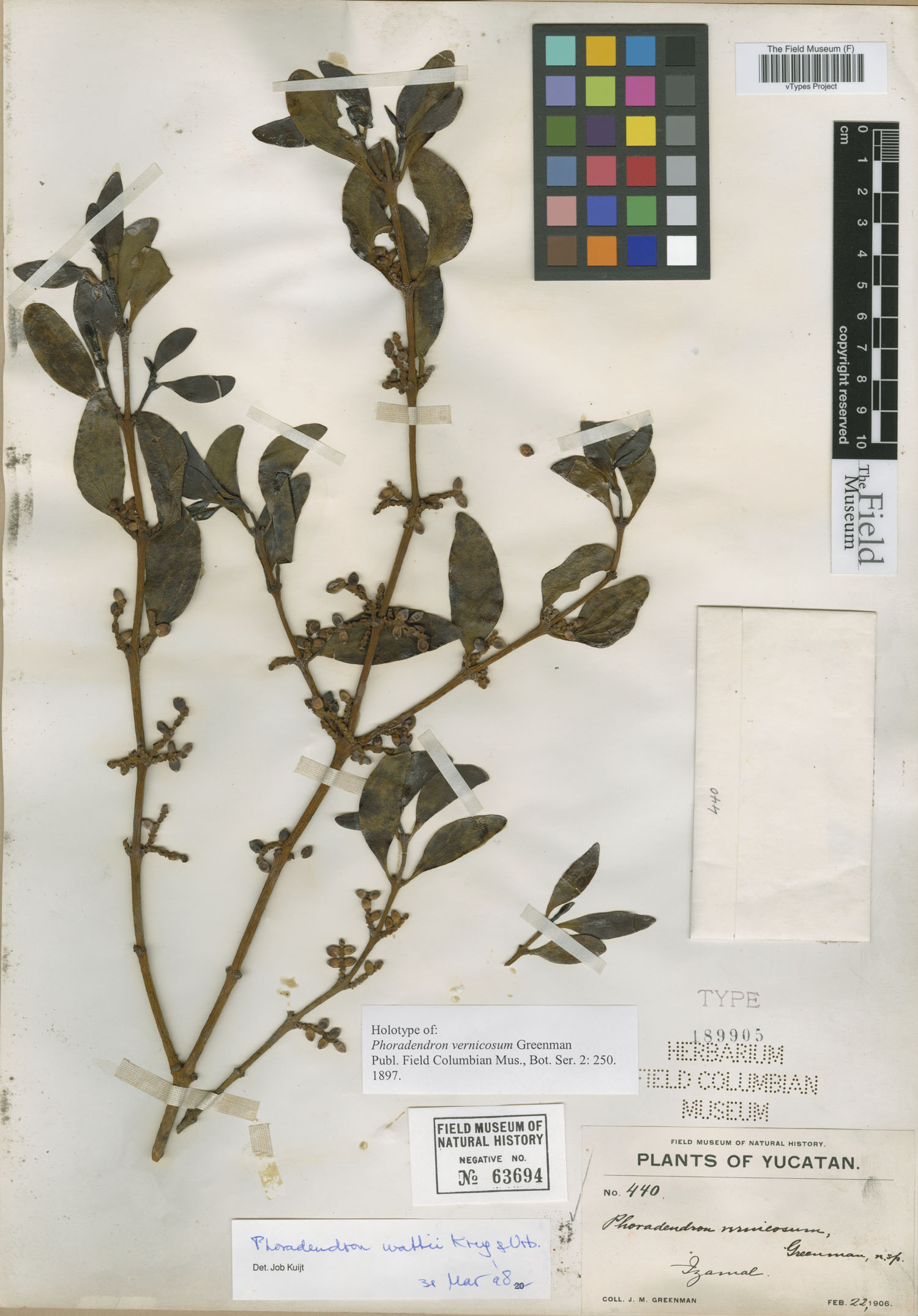 Phoradendron vernicosum image
