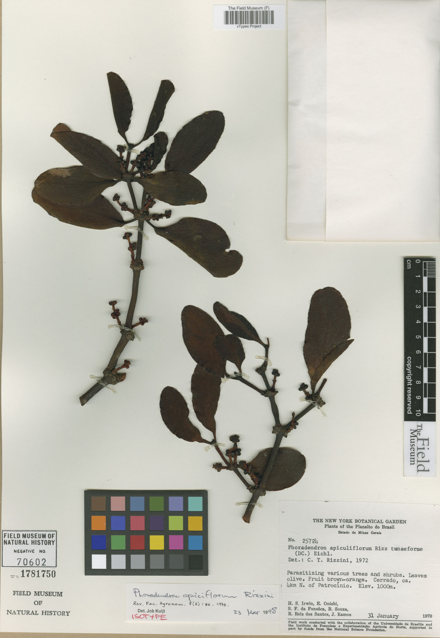 Phoradendron apiciflorum image