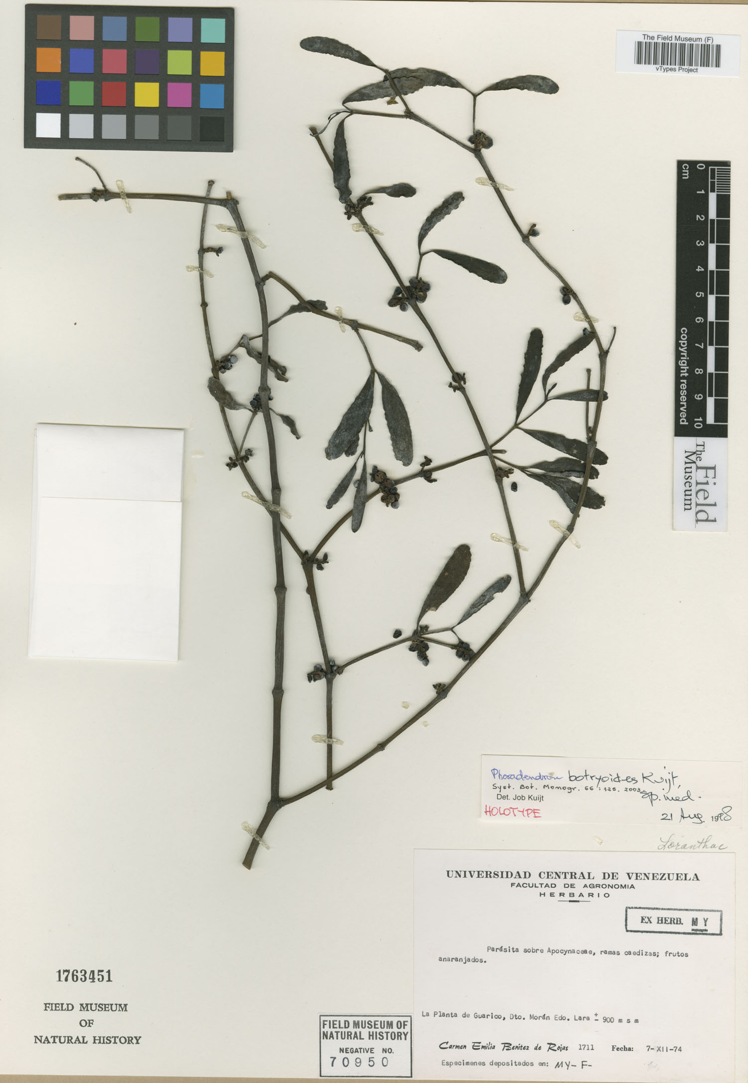 Phoradendron botryoides image