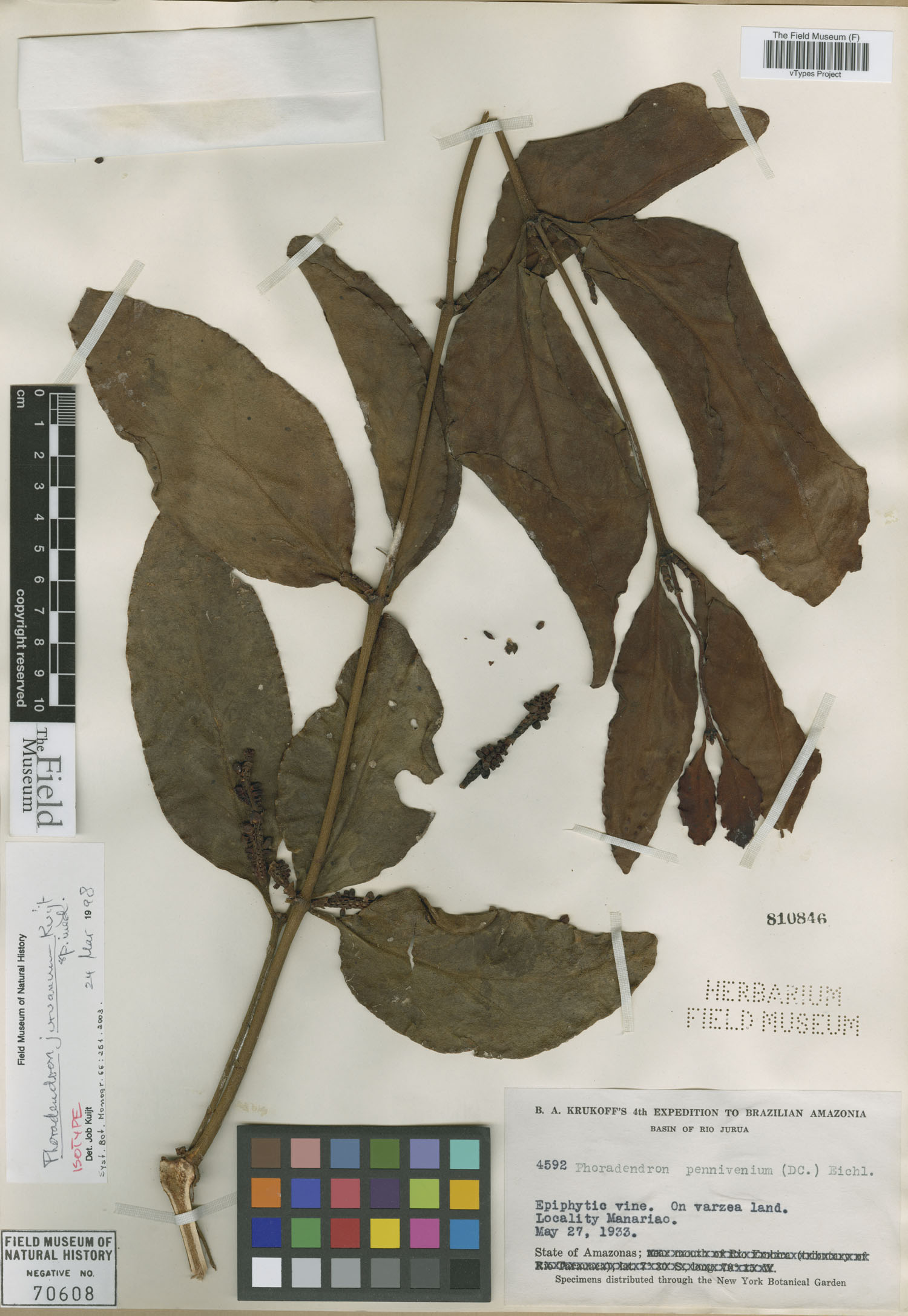 Phoradendron juruanum image