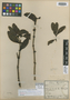 Phoradendron hieronymi image