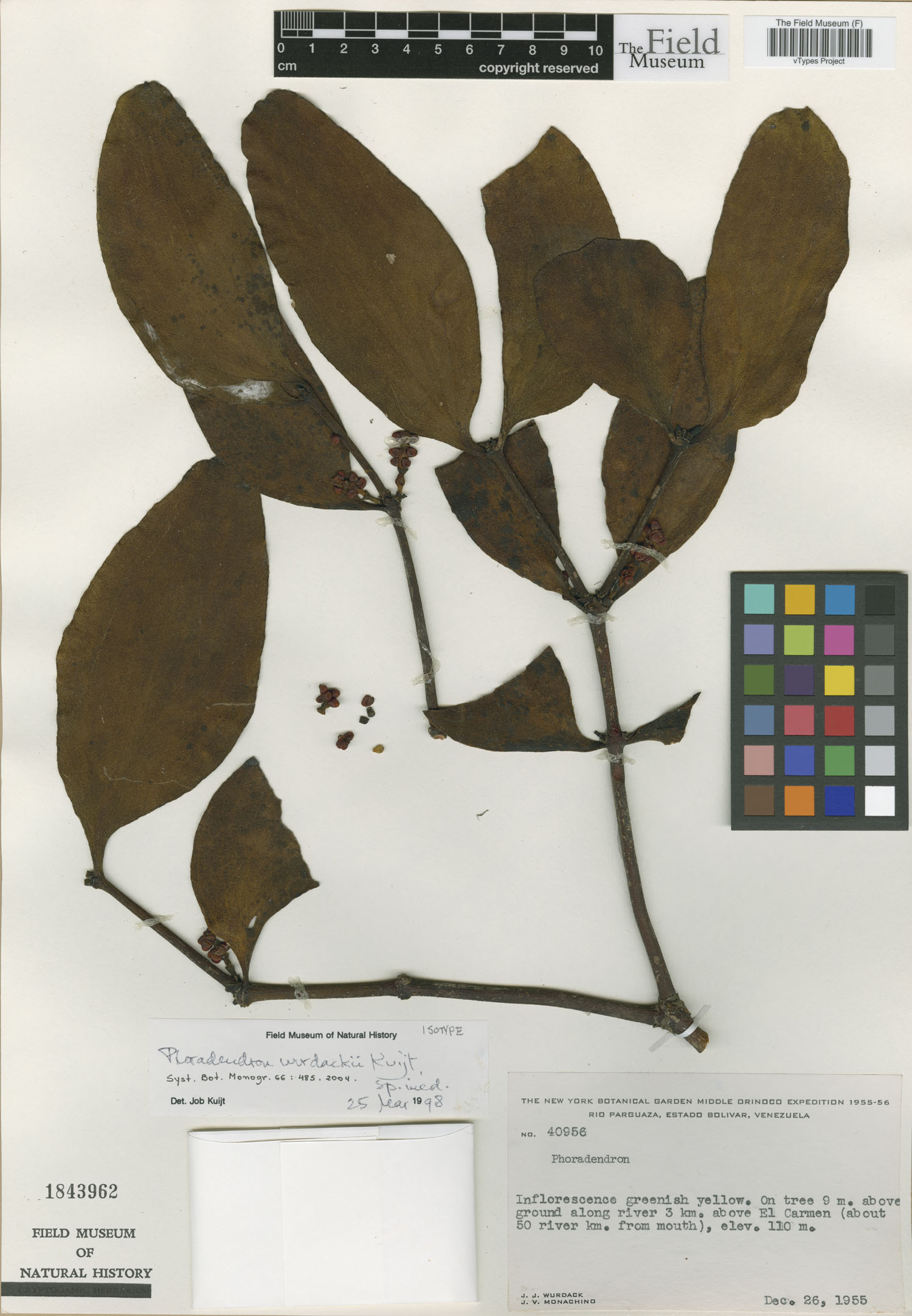Phoradendron wurdackii image