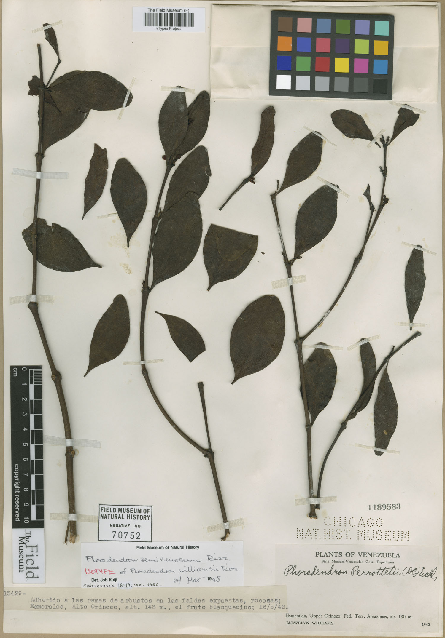 Phoradendron ovalifolium image
