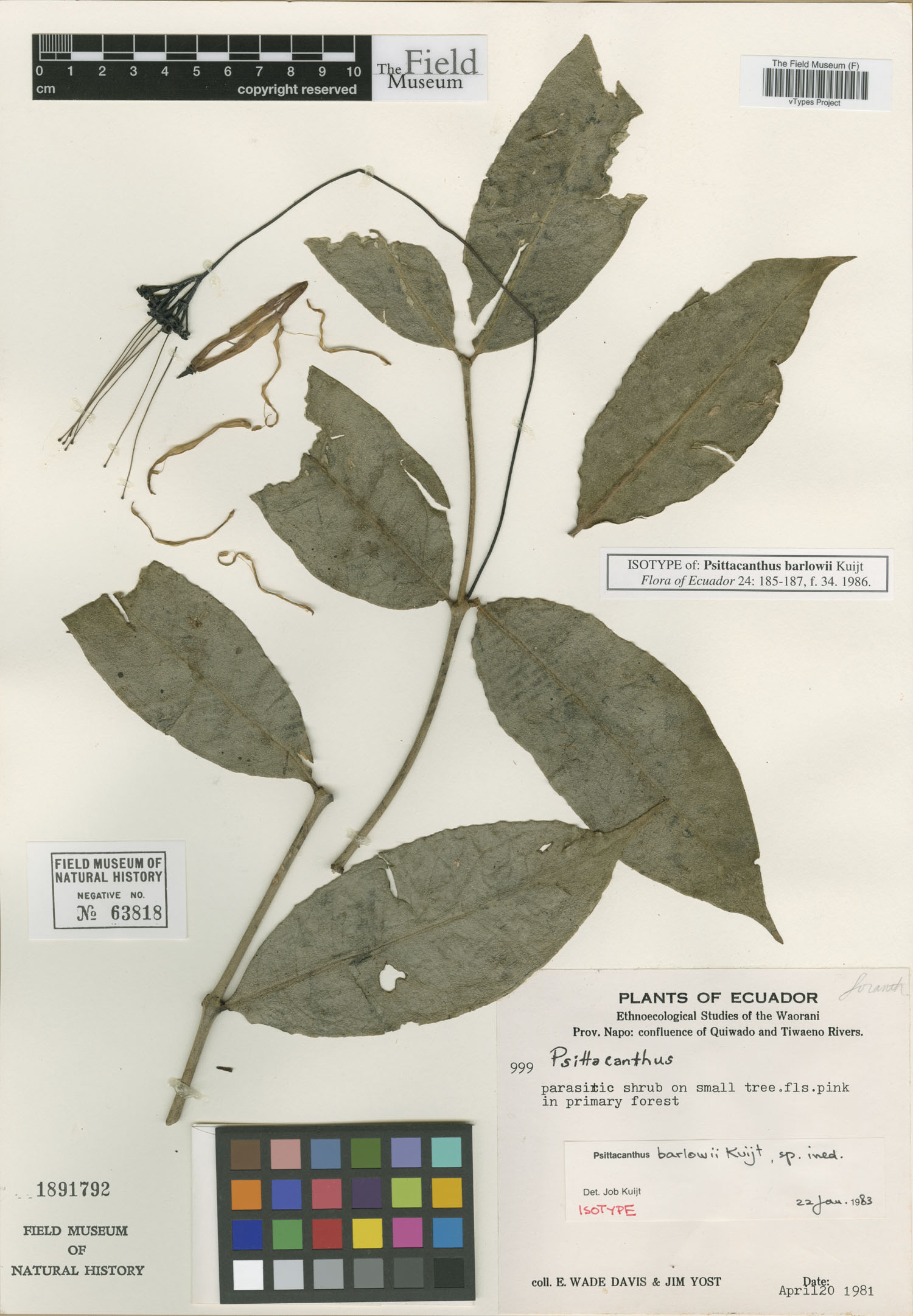 Psittacanthus barlowii image