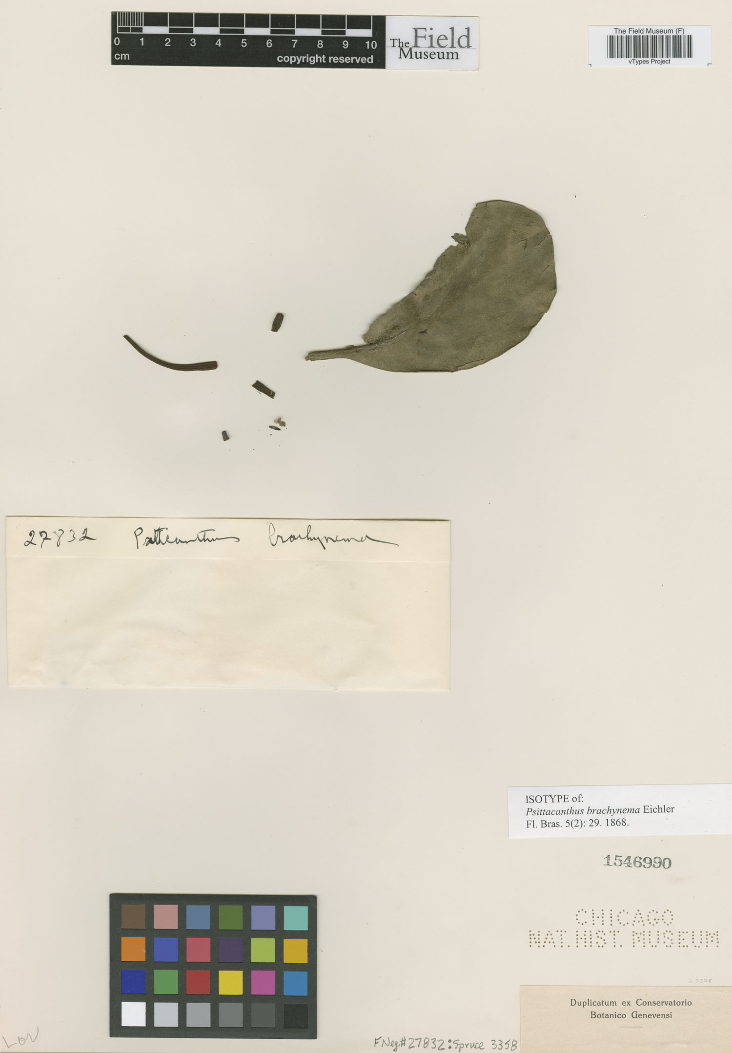 Psittacanthus brachynema image