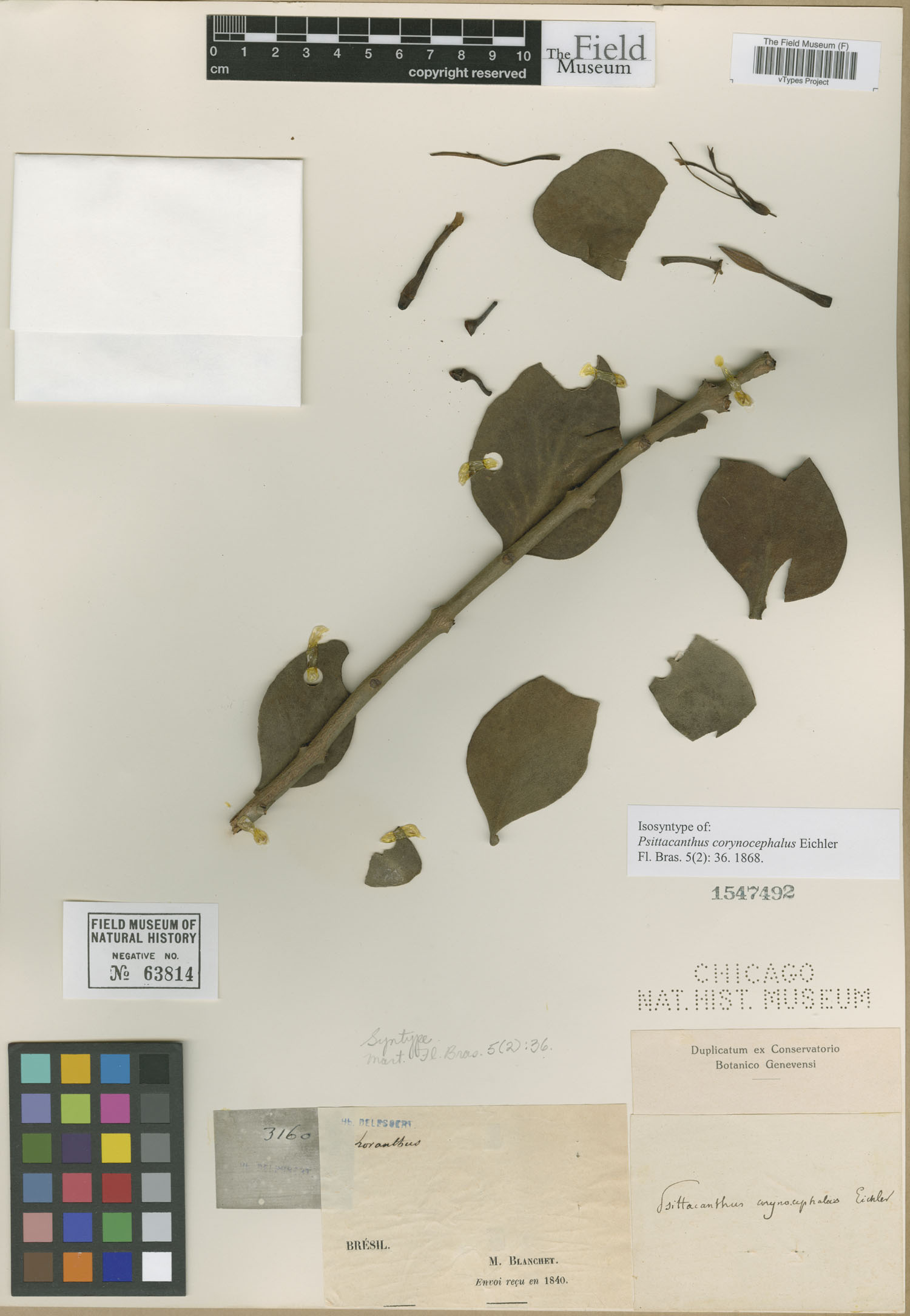 Psittacanthus corynocephalus image