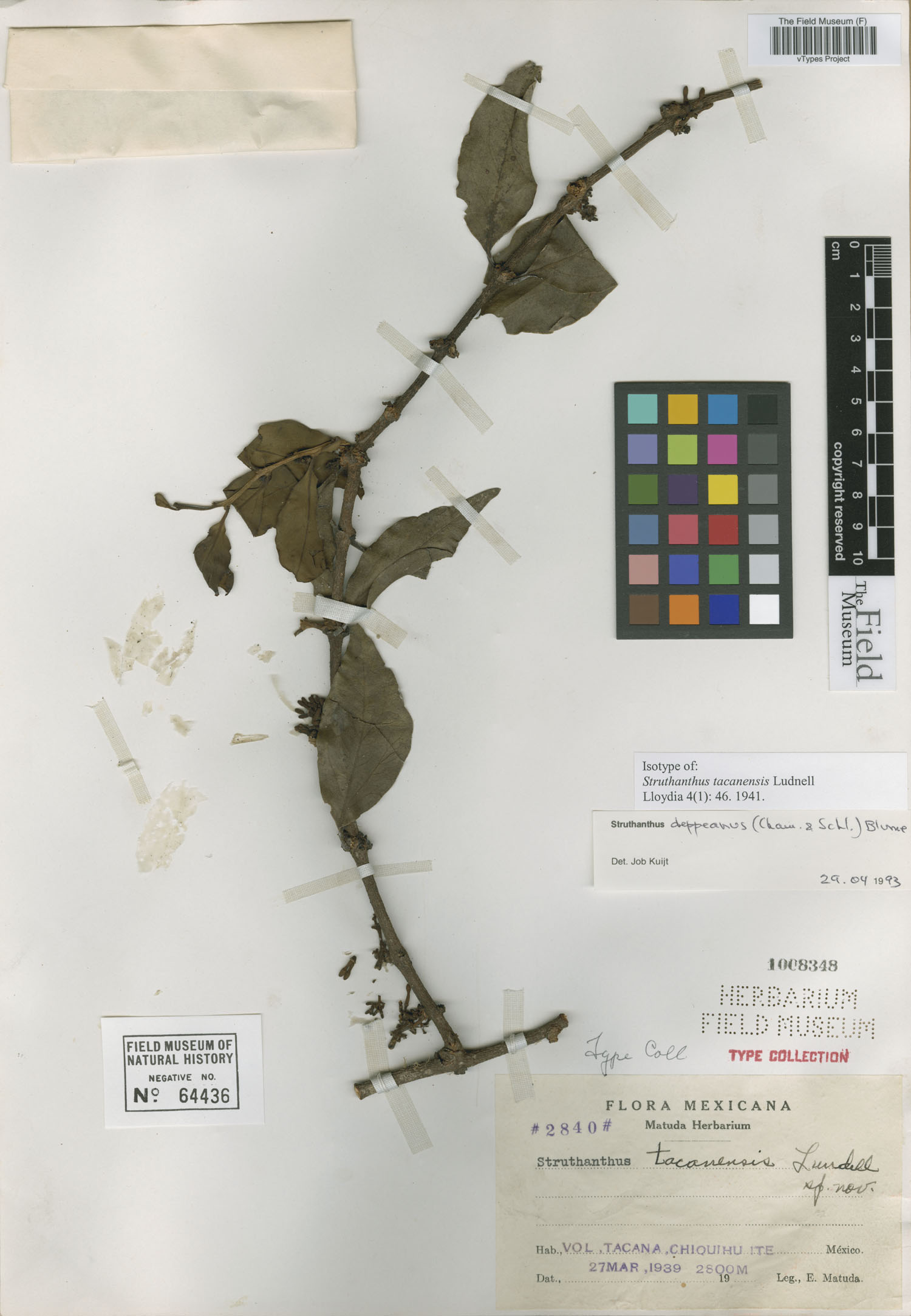 Struthanthus tacanensis image